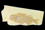 Uncommon Fish Fossil (Phareodus) - Wyoming #144192-1